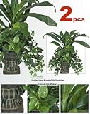 Review Arcadia Silk Plantation  / TWO Pre-Potted 24