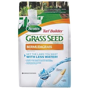 bermuda grass seed