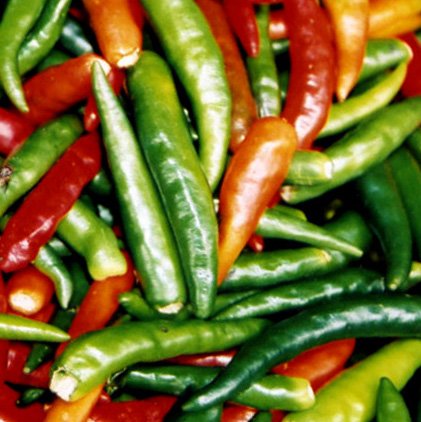 300 ANAHEIM CHILI PEPPER (New Mexico Chili Pepper) Capsicum Annuum Vegetable Seeds 300 ANAHEIM CHILI PEPPER (New Mexico Chili Pepper) Capsicum Annuum Vegetable Seeds