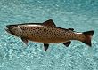 Taxidermy Quality 20" Fiberglass Brown Trout Wall Mount