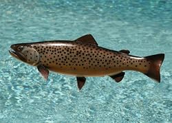 Taxidermy Quality 20" Fiberglass Brown Trout Wall Mount
