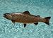 Taxidermy Quality 20" Fiberglass Brown Trout Wall Mount