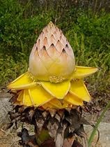 Cold Hardy Chinese Banana 4 Seeds - Musella lasiocarpa