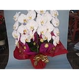 ���i�̏ڍ�