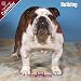 Bulldog 2009 Wall Calendar