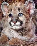 Animal Baby Cougar Cub Lion Cute Cat Art Poster Print - 16" X 20"