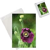 Photo Jigsaw Puzzle of Opium Poppy - flowers in mid summer and followed by grey/green seedpods that from Ardea Wildlife Pets