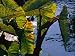 Sunlight Filters Through the Broad Leaves of Aquatic Plants Photographic Poster Print, 18x24