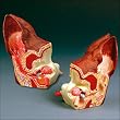 Canine Ear Model 2 Sided Anatomical Dog