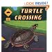 Turtle Crossing
