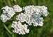 White Yarrow - 500 Seeds