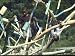 African American Children Playing on Improvised Jungle Gym at the Mt. Pisgah Head Sta...