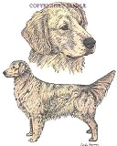 Golden Retriever - Double Image by Cindy Farmer