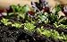 The Essential Guide to Organic Gardening