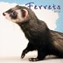 Ferrets 2002 Wall Calendar