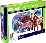 4d Vision Horse Anatomy Model Kit