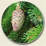 Scented Pine Auto Coaster - Coaster for Your Car