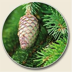 Scented Pine Auto Coaster - Coaster for Your Car