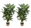 TWO PrePotted 5' Artificial Dracaena Trees with thick trunks