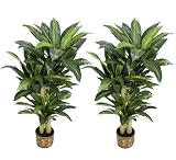 TWO PrePotted 5' Artificial Dracaena Trees with thick trunks