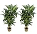 TWO PrePotted 5' Artificial Dracaena Trees with thick trunks