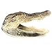 Preserved Alligator Head 7-9