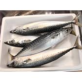 鮮魚　鯖　4本