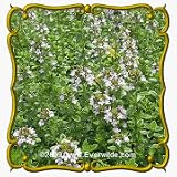 Creeping Thyme (Thymus serpyllum) Jumbo Wildflower Seed Packet - 2000 Seeds