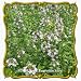 1 Oz Creeping Thyme (Thymus serpyllum) Bulk Wildflower Seeds