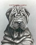 Shar-Pei - Portrait by Cindy Farmer