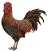 Walls of the Wild Rooster