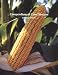 Book Compendium of Corn Diseases (Disease Compendium Series)