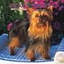 Silky Terriers 2007 Calendar
