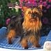 Silky Terriers 2007 Calendar