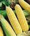 Serendipity Hybrid Corn Seeds - Zea Mays - 10 Grams - Approx 95 Gardening Seeds - Vegetable Garden Seed