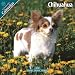 chihuahua26 - Chihuahua 2010 Wall Calendar 12 X 12