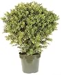 31" INDOOR / OUTDOOR Deluxe Basil Plant