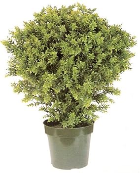 31" INDOOR / OUTDOOR Deluxe Basil Plant