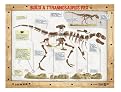 Educational Insights GeoSafari Classroom Dinosaur Dig Kit