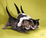 Produkt-Bild: Speed-Link SL-6242-P02 Silk Mousepad, Cats