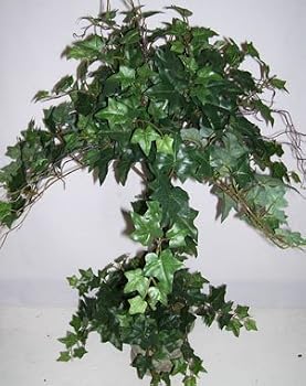 30" English Ivy Topiary Plant