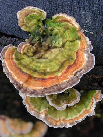 Turkey Tail Mushroom Mycelium Plug Spawn - 100 Count - Grow Decorative & Medicinal Fungi On Trees & Logs