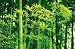 Bamboo in Spring Art Poster PRINT Photography Collection 71x46