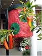 Hot Pepper Vertical Grow Bag