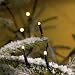 LED micro fairy lights, WARM WHITE, 120 LED multifunction, made by Konstsmide (Konst Smide)