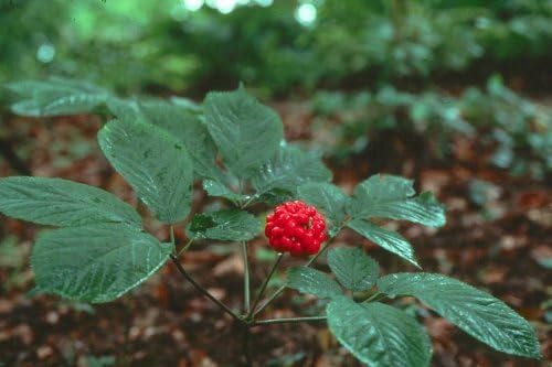 100 Panax ginseng seeds, Chinese / Korean Ginseng seeds