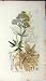 1797 Sowerby Botanical Print Thalictrum Flavume Plant