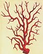 Pinzon  Red Coral 30-by-40-Inch Stretched Canvas Print