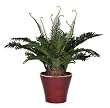 Artificial Tabletop Sago Palm in Glazed Red Round Ceramic Vase