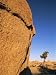 Afternoon Light on Rock and Tree, Joshua Tree National Park, California Stretched Canvas Poster Print by Aaron McCoy, 12x16